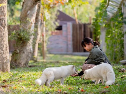 高雄內門「野森動物學校」獲社福團體及獸醫師公會肯定